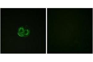 Immunofluorescence analysis of HuvEc cells, using Actin-pan ( alpha/gamma)  (Ab-55/53) Antibody. (Actin antibody  (AA 21-70))