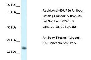 Western Blotting (WB) image for anti-NADH Dehydrogenase (Ubiquinone) Fe-S Protein 8, 23kDa (NADH-Coenzyme Q Reductase) (NDUFS8) (C-Term) antibody (ABIN786501) (NDUFS8 antibody  (C-Term))