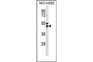 Western blot analysis of GPR109A Antibody (Center) in NCI-H292 cell line lysates (35ug/lane). (HCAR2 antibody  (Middle Region))