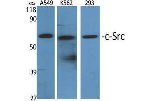 Western Blot (WB) analysis of specific cells using c-Src Polyclonal Antibody. (Src antibody  (Tyr1172))