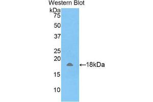 Western Blotting (WB) image for anti-Amelogenin, X-Linked (AMELX) (AA 49-187) antibody (ABIN1857975)