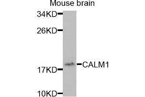 Western blot analysis of extracts of mouse brain cells, using CALM1 antibody. (Calmodulin 1 antibody)