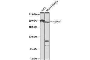 Western blot analysis of extracts of various cell lines, using NUM antibody (ABIN1681136, ABIN3015188, ABIN3015190 and ABIN6213875) at 1:1000 dilution. (NUMA1 antibody  (AA 1-309))