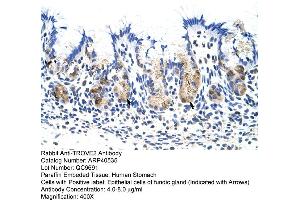 Rabbit Anti-TROVE2 Antibody  Paraffin Embedded Tissue: Human Stomach Cellular Data: Epithelial cells of fundic gland Antibody Concentration: 4. (TROVE2 antibody  (N-Term))
