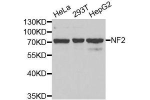 Western blot analysis of extracts of various cell lines, using NF2 antibody. (Merlin antibody  (AA 19-595))