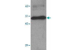 Western blot analysis of ZBTB8 in mouse spleen tissue lysate with ZBTB8 polyclonal antibody  at 1 ug/mL.