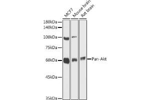 Western blot analysis of extracts of various cell lines, using Pan-Akt antibody (ABIN7265520) at 1:1000 dilution. (AKT 1/2/3 antibody)