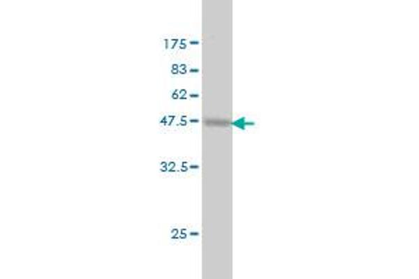 PROCR antibody  (AA 1-238)