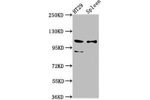 Western Blot Positive WB detected in: HT29 whole cell lysate, Rat spleen tissue All lanes: SCUBE2 antibody at 8. (SCUBE2 antibody  (AA 534-703))