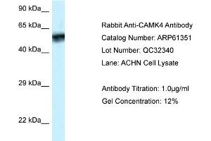 Western Blotting (WB) image for anti-Calcium/calmodulin-Dependent Protein Kinase IV (CAMK4) (N-Term) antibody (ABIN786399) (CAMK4 antibody  (N-Term))