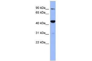 WB Suggested Anti-ZNF569 Antibody Titration:  0. (ZNF569 antibody  (N-Term))