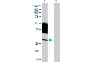 Western Blot analysis of SLAMF6 expression in transfected 293T cell line by SLAMF6 MaxPab polyclonal antibody. (SLAMF6 antibody  (AA 1-271))