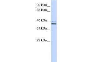 WB Suggested Anti-ERGIC2 Antibody Titration:  0.