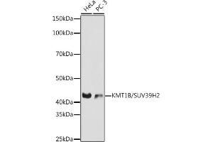 Western blot analysis of extracts of various cell lines, using KMT1B / SUV39H2 antibody (ABIN7270647) at 1:1000 dilution. (SUV39H2 antibody)
