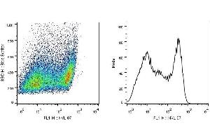 SCIMP antibody