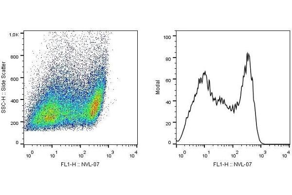 SCIMP antibody