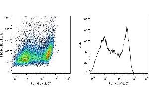 Flow cytometry analysis (intracellular staining) of SCIMP in a population of HEK-293T-SCIMP transfectants using monoclonal antibody (clone NVL-07, purified).