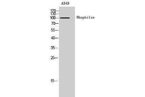 Western Blotting (WB) image for anti-Rhophilin, rho GTPase Binding Protein 1 (RHPN1) (Internal Region) antibody (ABIN3177222) (RHPN1 antibody  (Internal Region))