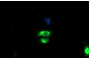 Anti-GOLM1 mouse monoclonal antibody (ABIN2455430) immunofluorescent staining of COS7 cells transiently transfected by pCMV6-ENTRY GOLM1 (RC200086). (GOLM1 antibody)