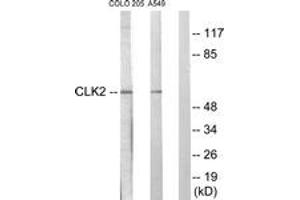 Western blot analysis of extracts from COLO205/A549 cells, using CLK2 Antibody. (CLK2 antibody  (AA 1-50))