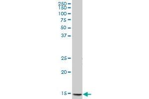 PPBP MaxPab polyclonal antibody. (CXCL7 antibody  (AA 1-128))