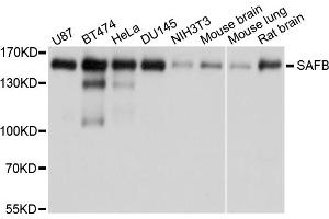 Western blot analysis of extracts of various cell lines, using SAFB antibody. (SAFB antibody)