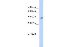 Western Blot showing HADHB antibody used at a concentration of 1-2 ug/ml to detect its target protein.