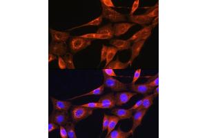 Immunofluorescence analysis of NIH/3T3 cells using Apolipoprotein  Rabbit pAb (ABIN7265634) at dilution of 1:100. (APOA2 antibody  (AA 1-100))
