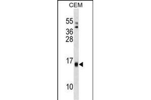 S Antibody (C-term) (ABIN1537668 and ABIN2848706) western blot analysis in CEM cell line lysates (35 μg/lane). (SAA4 antibody  (C-Term))