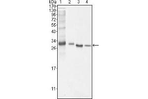 Western blot analysis using BCL10 mouse mAb against NIH/3T3 (1), Hela (2), MCF-7 (3) and Jurka(4) cell lysate (BCL10 antibody)
