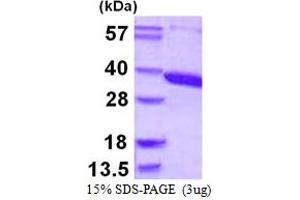 SDS-PAGE (SDS) image for Aminoacylase 3 (ACY3) (AA 1-319) protein (His tag) (ABIN667936) (Aminoacylase 3 Protein (ACY3) (AA 1-319) (His tag))