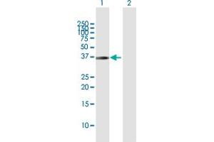 Western Blot analysis of PNMA1 expression in transfected 293T cell line by PNMA1 MaxPab polyclonal antibody. (PNMA1 antibody  (AA 1-353))