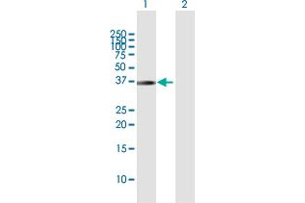 PNMA1 anticorps  (AA 1-353)
