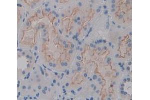 Figure. (ICAM1 antibody  (AA 26-480))