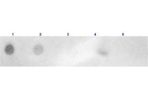 Dot Blot results of Goat Anti-Rabbit IgG Antibody Rhodamine Conjugated. (Goat anti-Rabbit IgG (Heavy & Light Chain) Antibody (TRITC) - Preadsorbed)