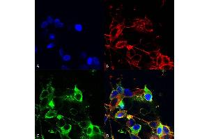 Immunocytochemistry/Immunofluorescence analysis using Mouse Anti-AMIGO-1 Monoclonal Antibody, Clone S86-36 (ABIN2483813). (AMIGO1 antibody  (AA 554-574) (HRP))
