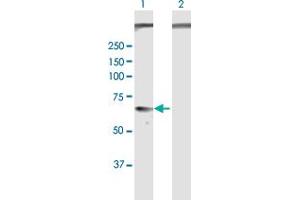 Western Blot analysis of GPC5 expression in transfected 293T cell line by GPC5 MaxPab polyclonal antibody. (GPC5 antibody  (AA 1-572))