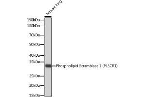 Western blot analysis of extracts of Mouse lung, using Phospholipid Phospholipid Scramblase 1 (PLSCR1) (PLSCR1) Rabbit mAb (ABIN7269354) at 1:1000 dilution. (PLSCR1 antibody)