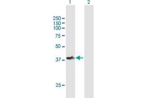 Western Blot analysis of TOM1L1 expression in transfected 293T cell line by TOM1L1 MaxPab polyclonal antibody. (TOM1L1 antibody  (AA 1-346))