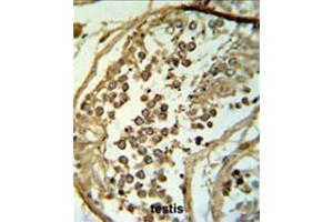 C19orf18 Antibody (Center) IHC analysis in formalin fixed and paraffin embedded testis tissue followed by peroxidase conjugation of the secondary antibody and DAB staining. (C19orf18 antibody  (Middle Region))