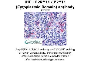 Image no. 1 for anti-Purinergic Receptor P2Y, G-Protein Coupled, 11 (P2RY11) (3rd Cytoplasmic Domain) antibody (ABIN1737751) (P2RY11 antibody  (3rd Cytoplasmic Domain))