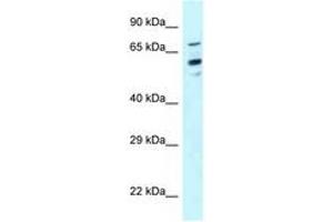 Image no. 1 for anti-Translocase of Outer Mitochondrial Membrane 70 (TOMM70A) (AA 57-106) antibody (ABIN6747649)