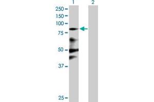 Western Blot analysis of ZNF287 expression in transfected 293T cell line by ZNF287 MaxPab polyclonal antibody. (ZNF287 antibody  (AA 1-754))
