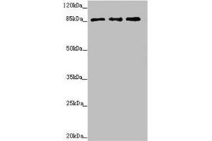 Western blot All lanes: TAF5 antibody at 2. (TAF5 antibody  (AA 656-800))