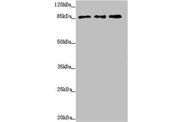 TAF5 antibody  (AA 656-800)