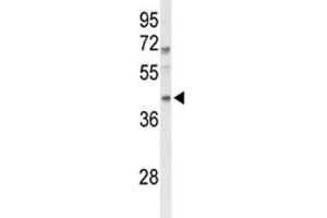 Western blot analysis of MAFA antibody and mouse spleen tissue lysate. (MAFA antibody  (AA 203-231))