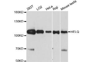 Western blot analysis of extracts of various cell lines, using HELQ antibody. (HEL308 antibody)