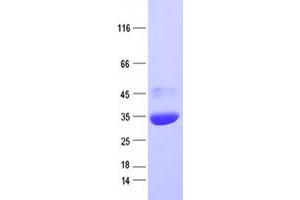 Validation with Western Blot (eGFP Protein (His tag))