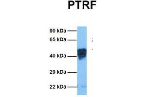 Host:  Rabbit  Target Name:  PTRF  Sample Tissue:  Human Fetal Lung  Antibody Dilution:  1. (PTRF antibody  (Middle Region))