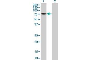 Western Blot analysis of RABEP2 expression in transfected 293T cell line by RABEP2 MaxPab polyclonal antibody. (RABEP2 antibody  (AA 1-533))